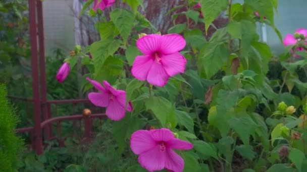 Fiore rosa brillante di ibisco (Hibiscus rosa sinensis) su fondo verde. Karkade nativo delle regioni tropicali. Hawaiian wild pink Hibiscus Plant. Ibisco comprendente diverse centinaia di specie
. - Filmati, video