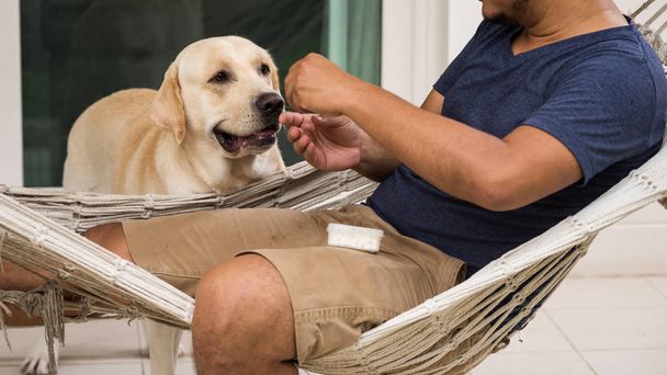 Imádnivaló Labrador kutya vár részére étel - Fotó, kép