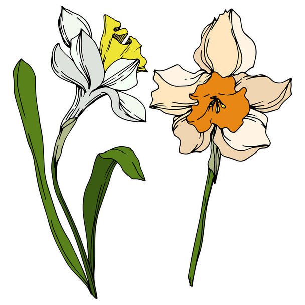 Vector Narcissus floral botanical flower. Black and white engraved ink art. Isolated narcissus illustration element. - Вектор,изображение