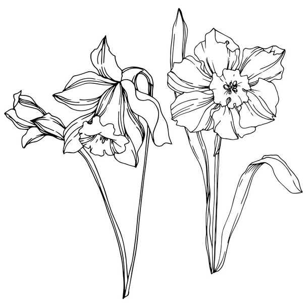 Vector Narcissus floral botanical flower. Black and white engraved ink art. Isolated narcissus illustration element. - Vecteur, image