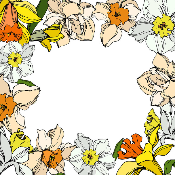 Vector Narcissus floral botanical flower. Black and white engraved ink art. Frame border ornament square. - Vector, Image