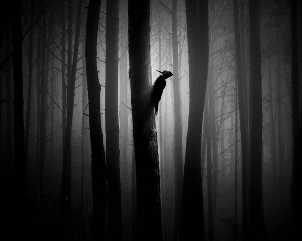 silhouette d'arbres et d'oiseaux dans la forêt
 - Photo, image