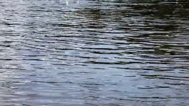 νερό φόντο επιφάνειας - Πλάνα, βίντεο