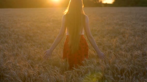 Meisje met lang haar wandelen op tarwe veld naar zonsondergang - Video