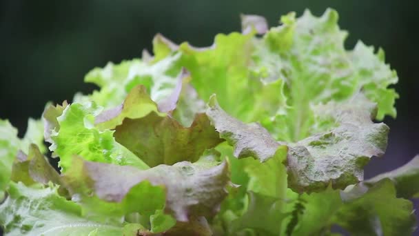rot gefärbte Blätter des neuen Salats  - Filmmaterial, Video