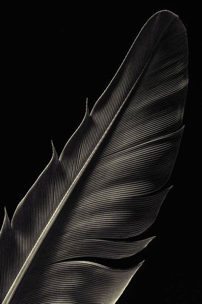 Fragment of bird's feather, close-up. Black and white. - Фото, зображення