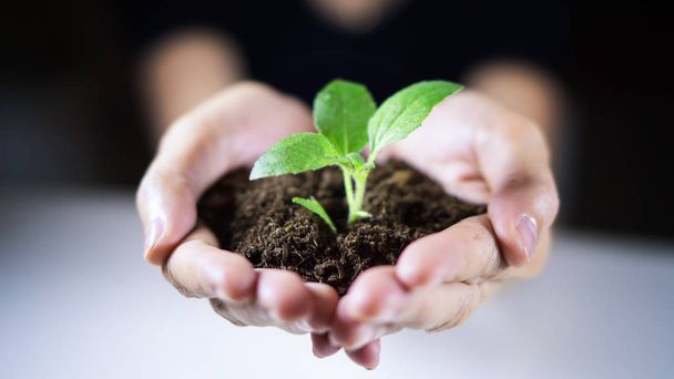 Крупным планом женщины держат в руках почву и растения для csr концепции
 - Фото, изображение