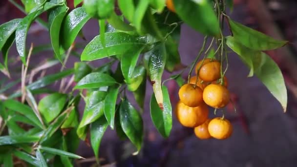 Citrus fruits ripen on a tree during a California shower - Video