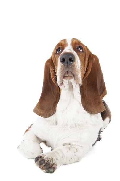 Basset hound dog lying - Fotó, kép