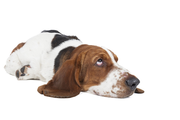 Cachorro basset
 - Foto, imagen