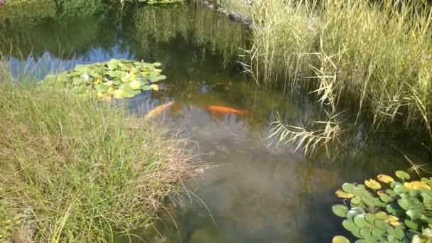 Τα χρυσά ψάρια κολυμπούν σε λιμνούλα με σκούρο μπλε νερό και πράσινα φυτά. Θέα από κοντά για τα εκπληκτικά πολύχρωμα ψάρια που κινούνται αργά στο νερό. - Πλάνα, βίντεο