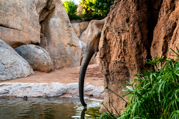 Slon africký pitné vody z řeky. - Fotografie, Obrázek