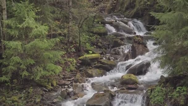 Burzliwy górskiej rzeki w lesie - Materiał filmowy, wideo