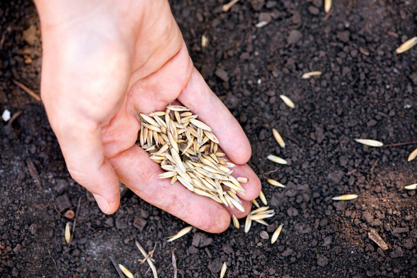 Woman hand planting oat seeds in soil.  - 写真・画像