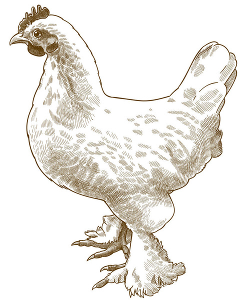Χαρακτική αντίκα εικόνα του λευκού κοτόπουλου - Διάνυσμα, εικόνα