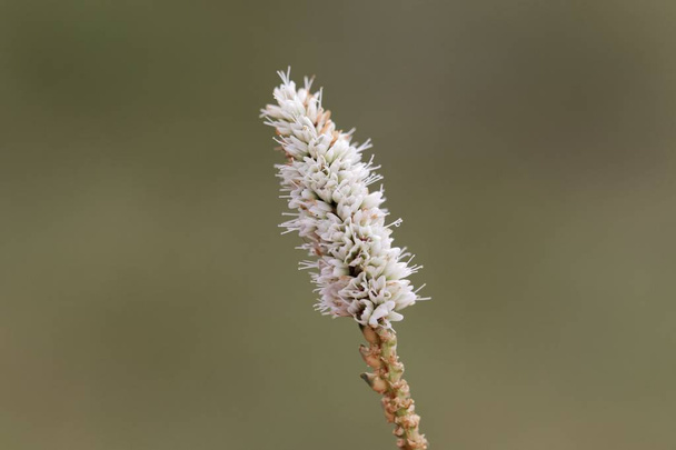 Fiore Alpine Bistort (Persicara vivpara)
 - Foto, immagini
