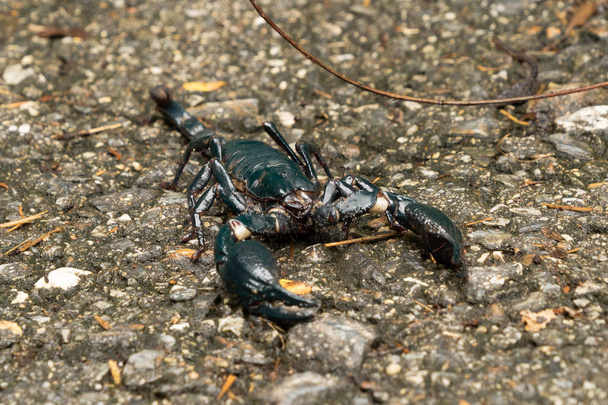 A black scorpion on ground outdoor in national park garden. Trop - Photo, Image