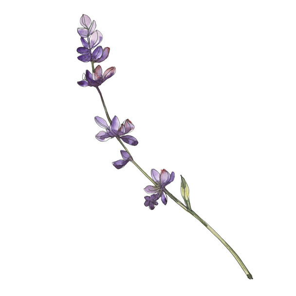 Violetti laventeli kukka kasvitieteellinen kukkia. Vesiväri tausta asettaa. Eristetty laventelin kuvituselementti
. - Valokuva, kuva