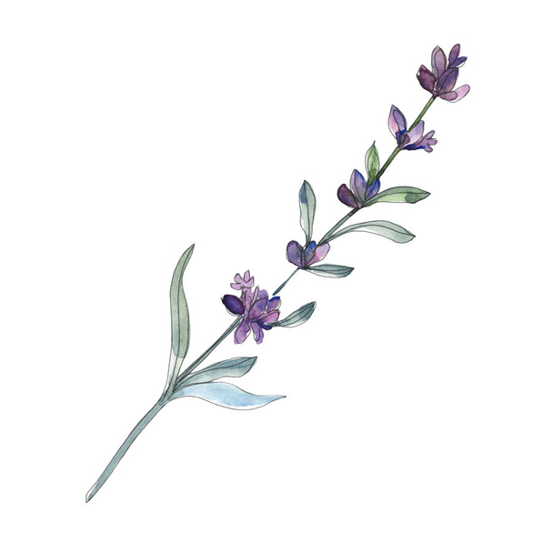 バイオレットラベンダーの花の植物の花。水彩画の背景セット。絶縁ラベンダーイラスト要素. - 写真・画像