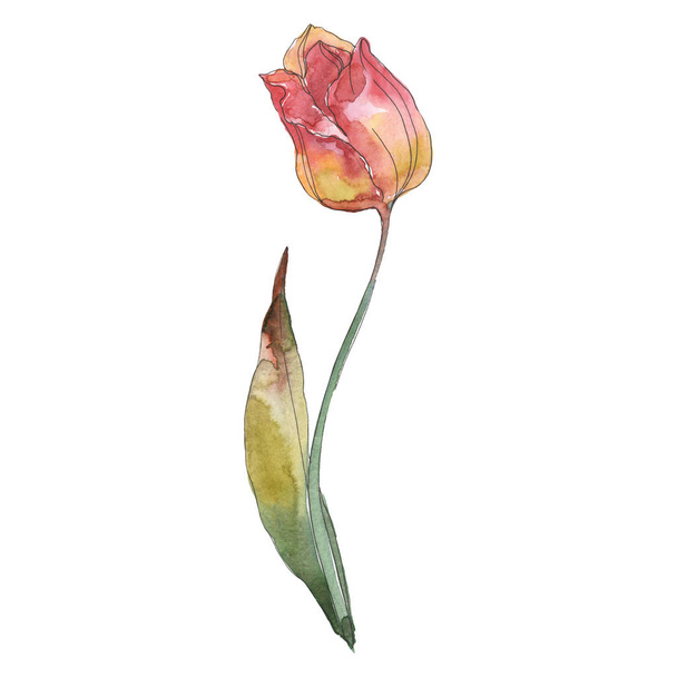 Tulip floral botanical flower. Watercolor background illustration set. Isolated tulip illustration element. - Fotoğraf, Görsel