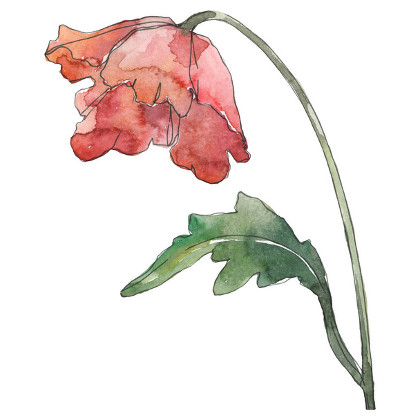 ポピーの花の植物の花。●水彩背景イラストセット。孤立したポピーイラスト要素. - 写真・画像