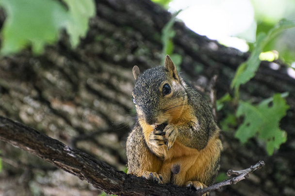 lähikuva oravasta puun oksalla syömässä
 - Valokuva, kuva