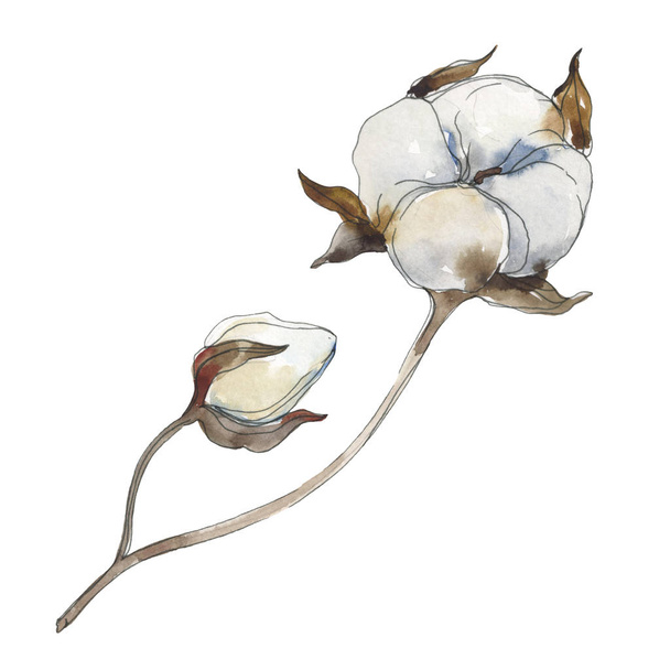 白い綿の花の植物の花。●水彩背景イラストセット。絶縁コットンイラスト要素. - 写真・画像