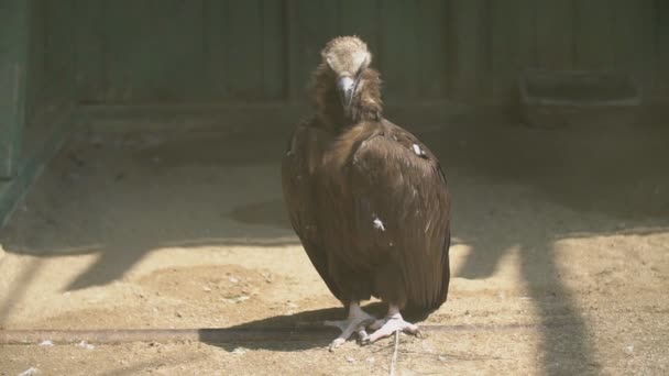 Vulture staat op de grond - Video