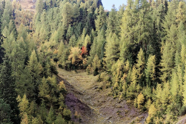 Florestas de larício nos Alpes
 - Foto, Imagem