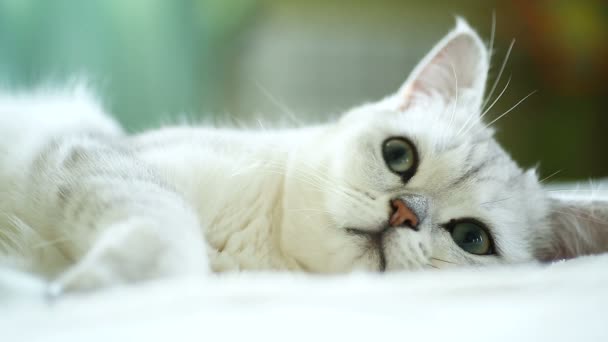 красива молода кішка породи шотландський шиншили прямі - Кадри, відео