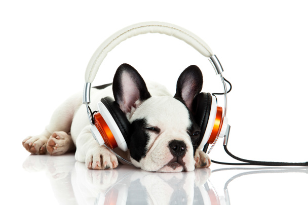 bulldog francês com fone de ouvido isolado no fundo branco
 - Foto, Imagem