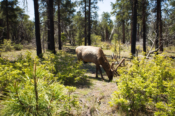 Elk (Cervus elaphus) w lesie w słoneczny dzień - Zdjęcie, obraz