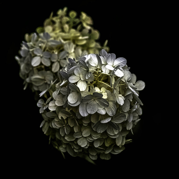 Hydrangea macrophylla known as bigleaf, French or mophead hydrangea, penny mac and hortensia - Фото, изображение