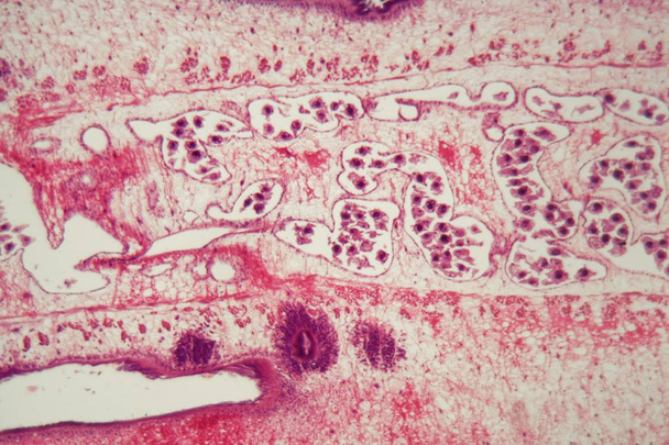 Segment of a tapeworm body (Proglottid) - Photo, Image