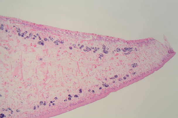 Section of a common liver fluke (Fasciola) under the microscope - Photo, Image