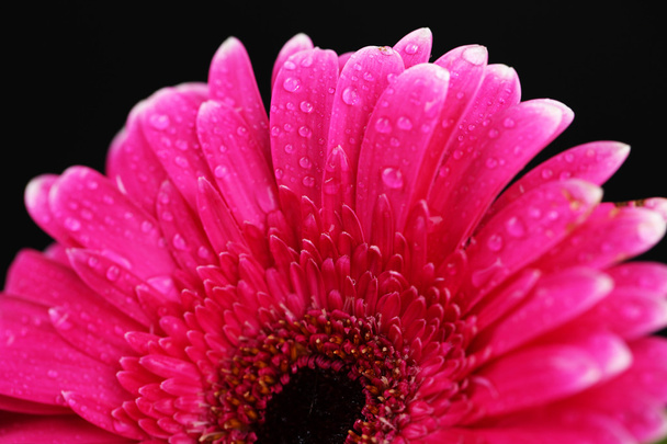 Beautiful pink gerbera flower on black background - Zdjęcie, obraz