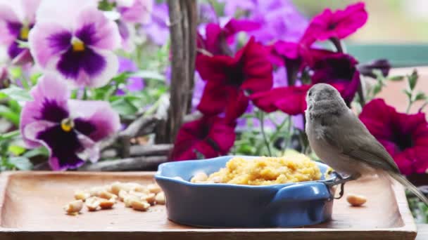 Egy fiatal háztáji madár táplálja magát petunias és árvácskák a háttérben - Felvétel, videó