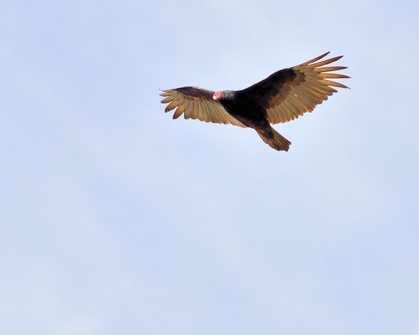 avvoltoio di tacchino
 - Foto, immagini