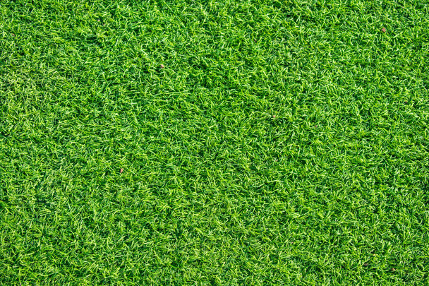 Texture herbe verte
 - Photo, image