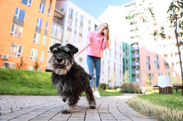 Kadın onu sevimli Minyatür Schnauzer köpek açık havada yürüyüş - Fotoğraf, Görsel