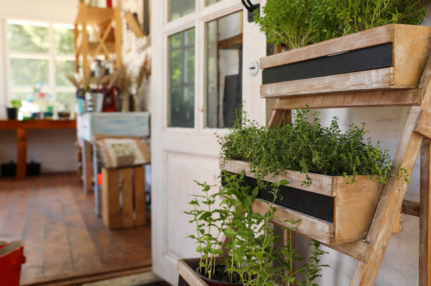 Wooden rack with home plants near shop, space for text - Φωτογραφία, εικόνα
