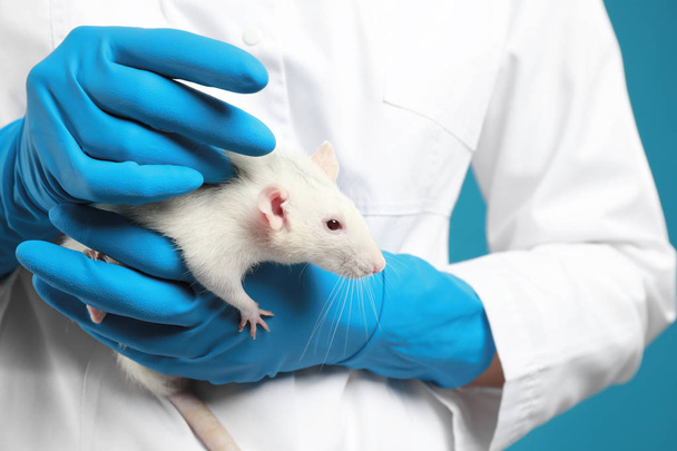 Scientist holding laboratory rat, closeup. Small rodent - Foto, afbeelding
