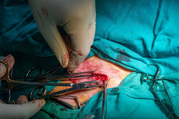 Cierre quirúrgico de un absceso en un perro
 - Foto, imagen