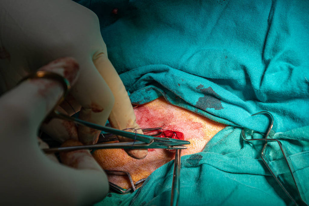 Хірургічне закриття абсцесу у собаки
 - Фото, зображення