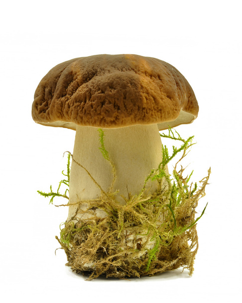 mushroom - Фото, зображення