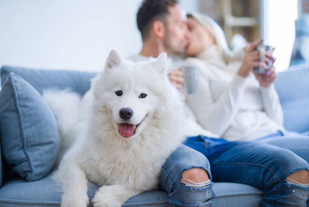 Joven hermosa pareja con perro sentado en el sofá beber café en el nuevo hogar alrededor de cajas de cartón
 - Foto, Imagen