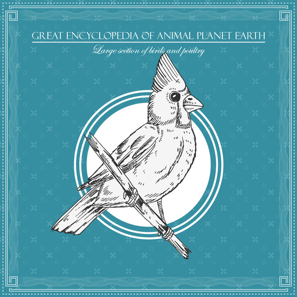 Bird. Illustration for great encyclopedy of birds and animals - Вектор,изображение