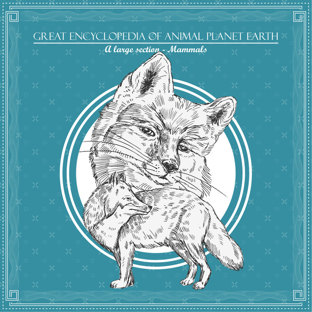 Fox. Illustration for great encyclopedy of animals - Вектор,изображение