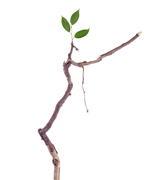Branche sèche avec nouvelle feuille
 - Photo, image