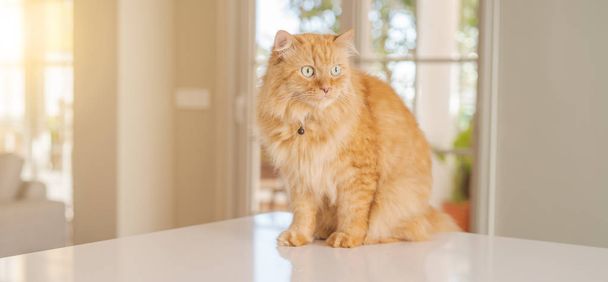 Güneşli bir günde evde mutfak masanın üzerinde yatan güzel kızıl uzun saçlarını kedi - Fotoğraf, Görsel